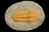 Hamatolenus vincenti Trilobite - Tinjdad, Morocco #173244-1